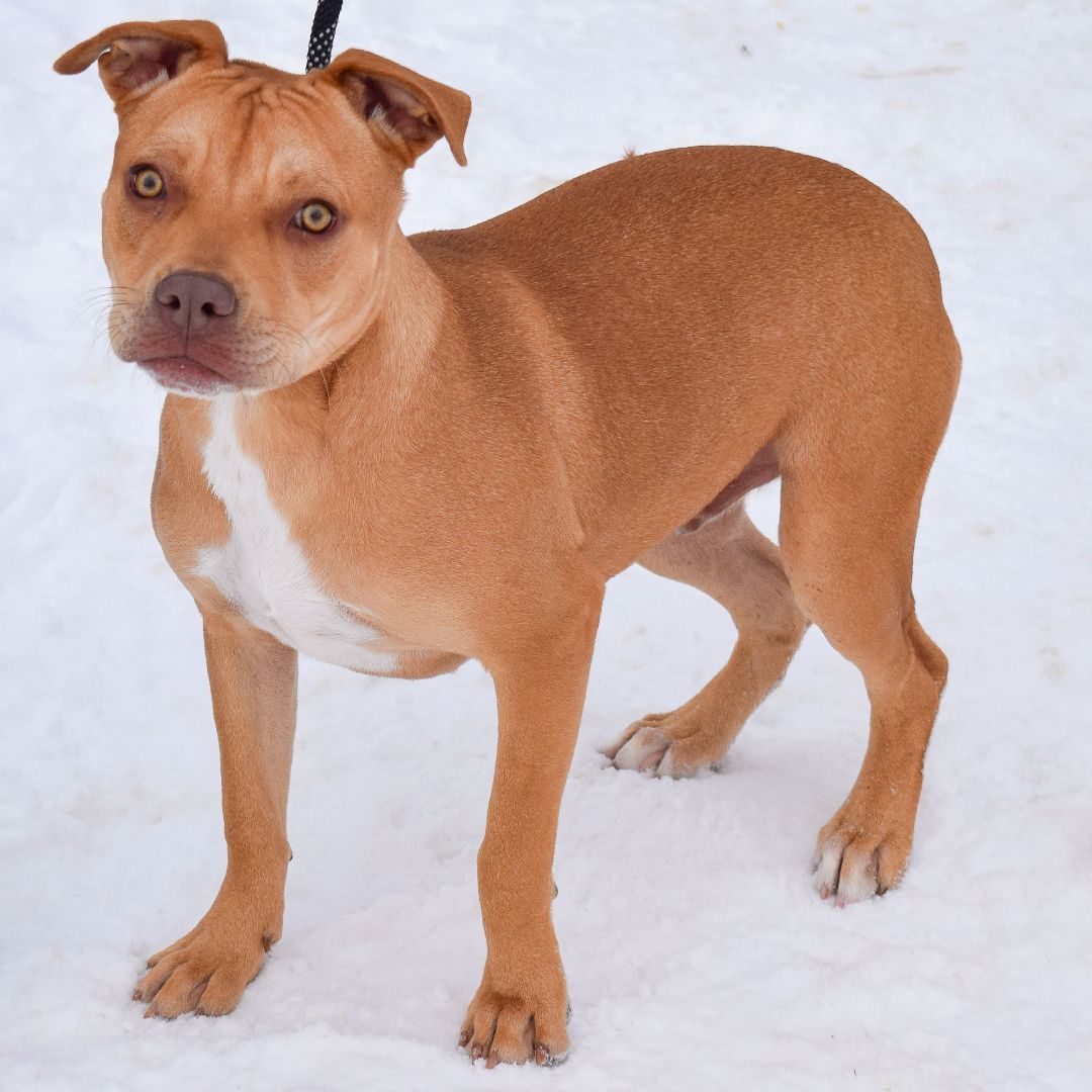 Mark, a Adoptable mixed breed in Huntley, IL image 4/6