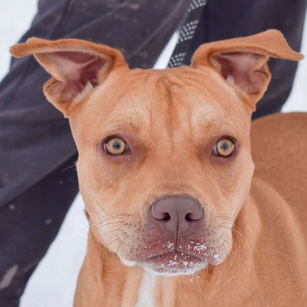 Mark, a Adoptable mixed breed in Huntley, IL image 1/6