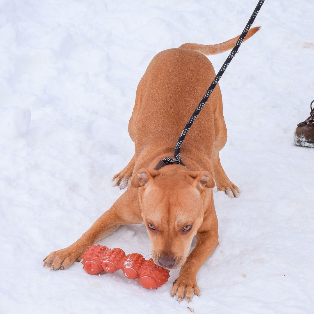 Mark, a Adoptable mixed breed in Huntley, IL image 5/6