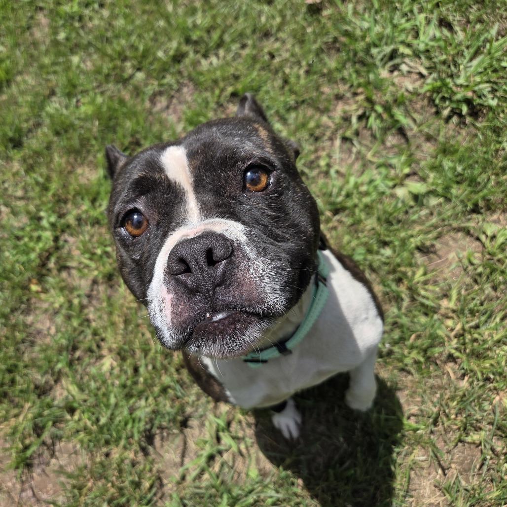 Katana, Adoptable, Adult Female Mixed Breed.