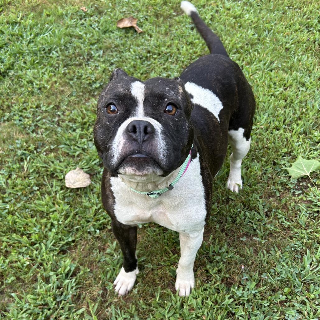 Enlarge Katana, a Adoptable Mixed Breed in Auburn, AL image 2/6