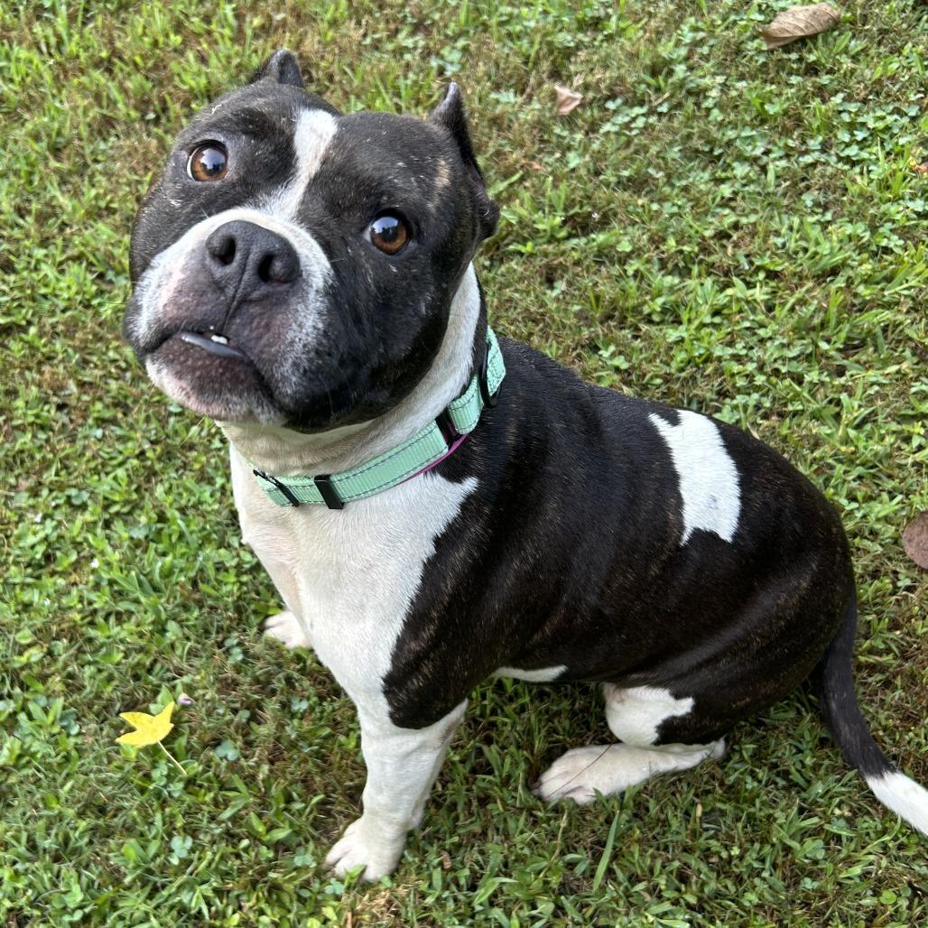 Enlarge Katana, a Adoptable Mixed Breed in Auburn, AL image 3/6