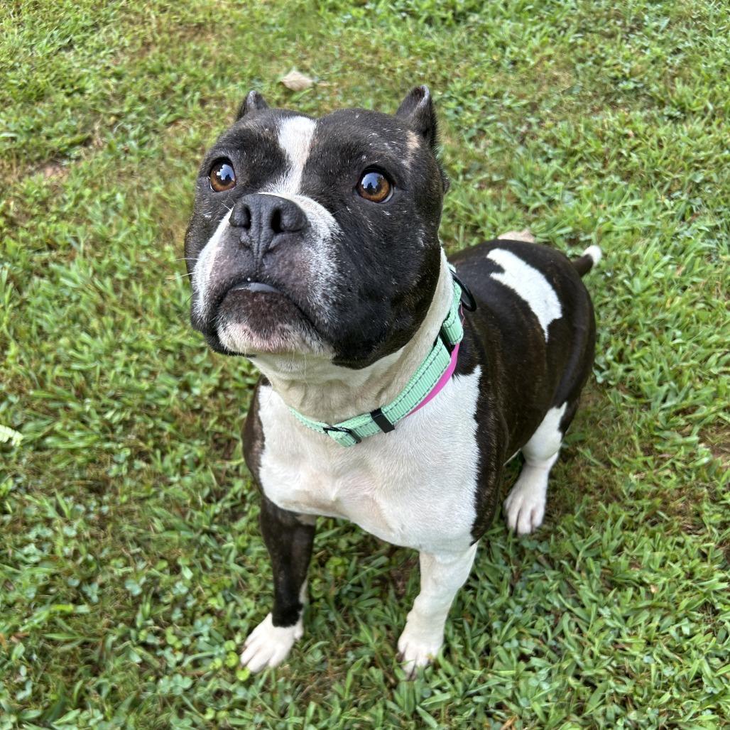 Enlarge Katana, a Adoptable Mixed Breed in Auburn, AL image 4/6