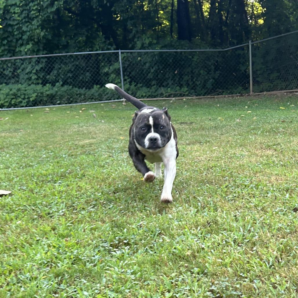 Enlarge Katana, a Adoptable Mixed Breed in Auburn, AL image 5/6