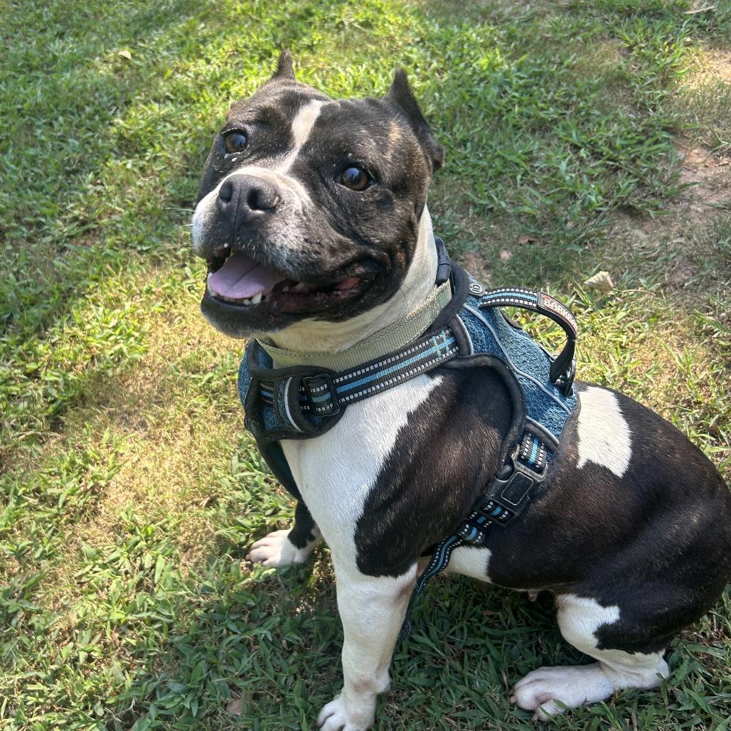 Enlarge Katana, a Adoptable Mixed Breed in Auburn, AL image 6/6