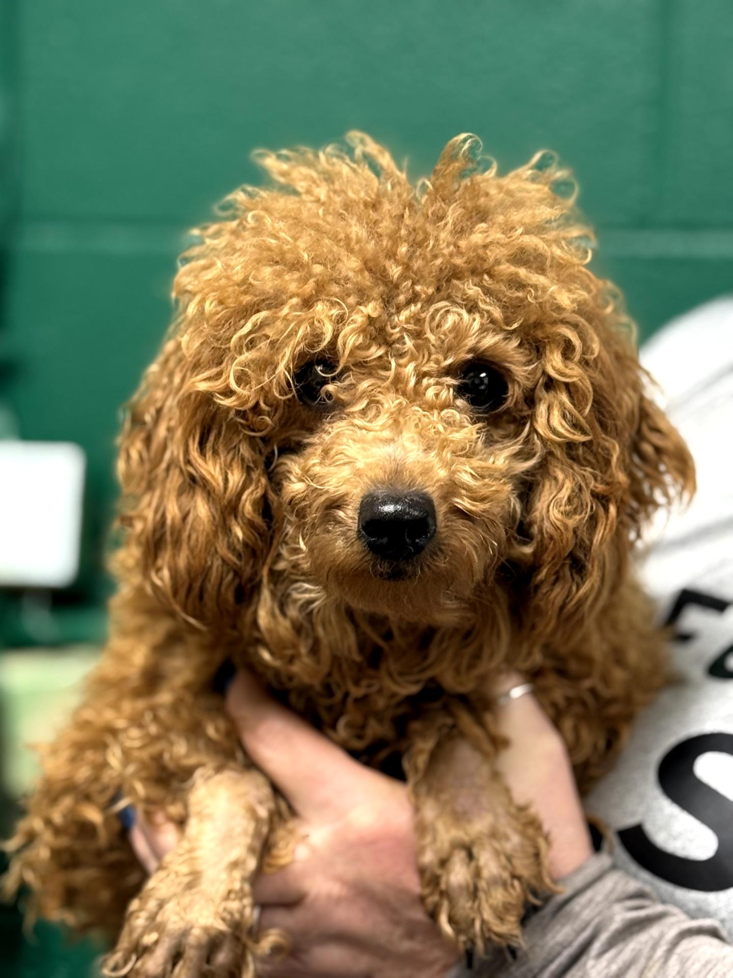 Enlarge Campbell, a ADOPTABLE Poodle in Blue Springs, MO image 1/1