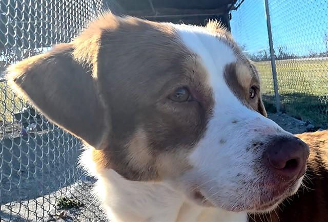 Enlarge CUBONE, a Adoptable Mixed Breed in Rogers, AR image 1/1