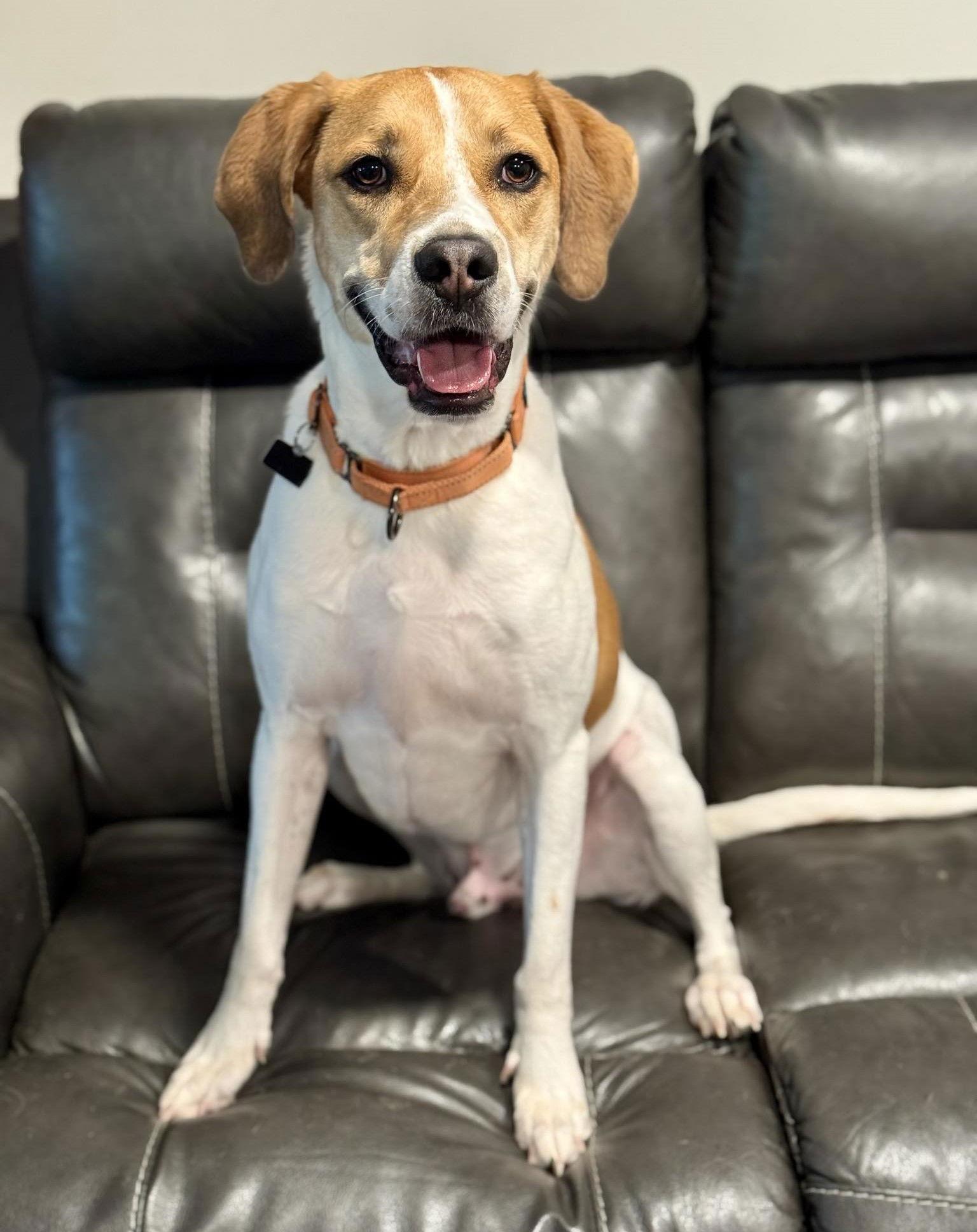 Enlarge Splash, a Adopted mixed breed in Spotsylvania, VA image 1/3