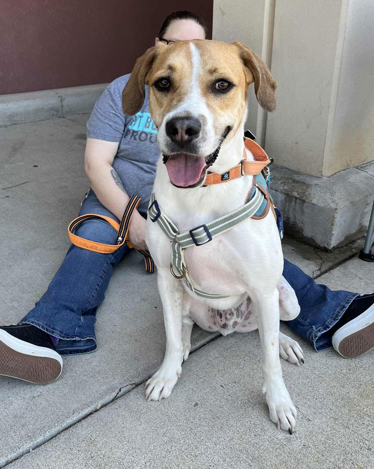 Enlarge Splash, a Adopted mixed breed in Spotsylvania, VA image 2/3