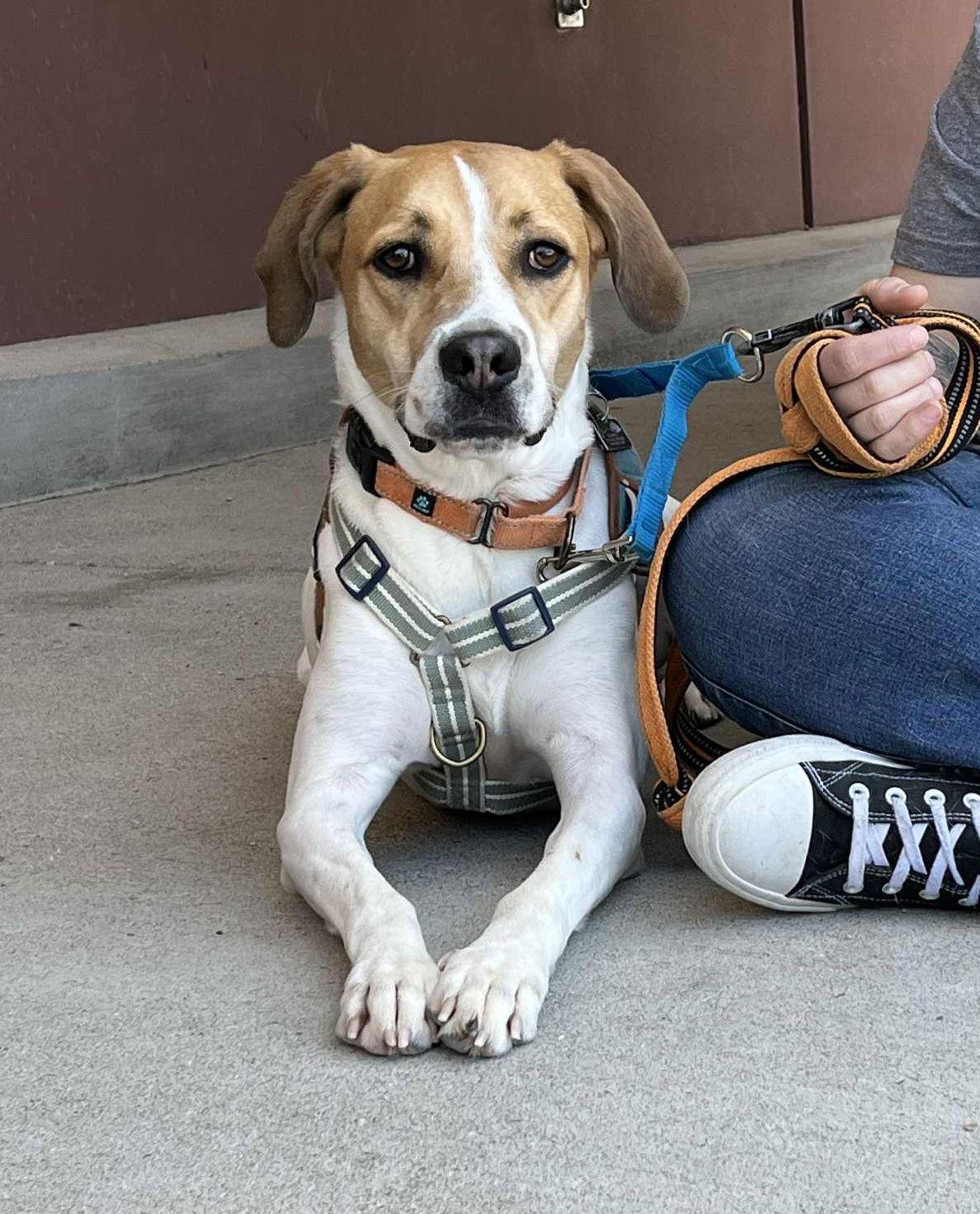 Enlarge Splash, a Adopted mixed breed in Spotsylvania, VA image 3/3