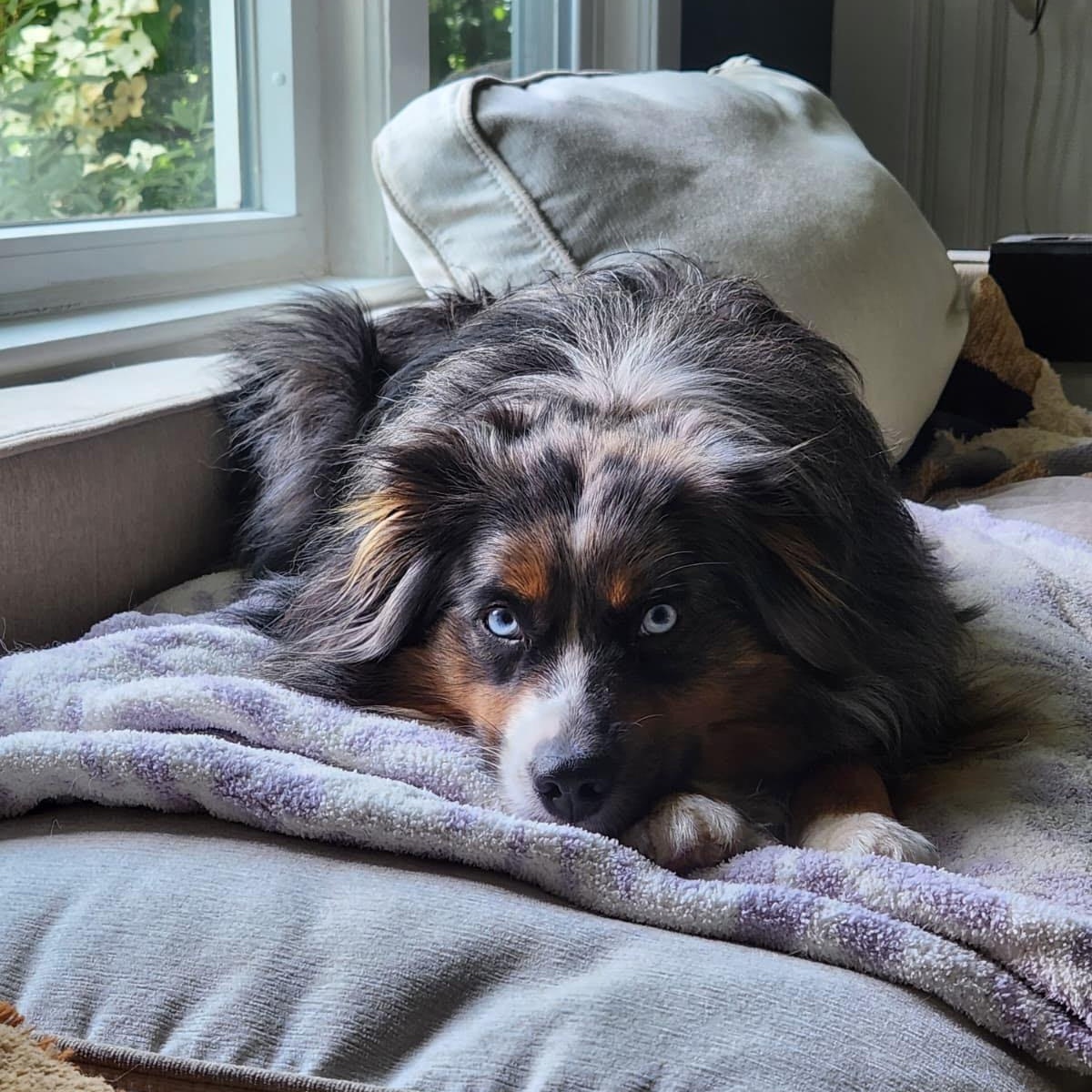 Pluto, an adopted Australian Shepherd in Medfield, MA image 2/3
