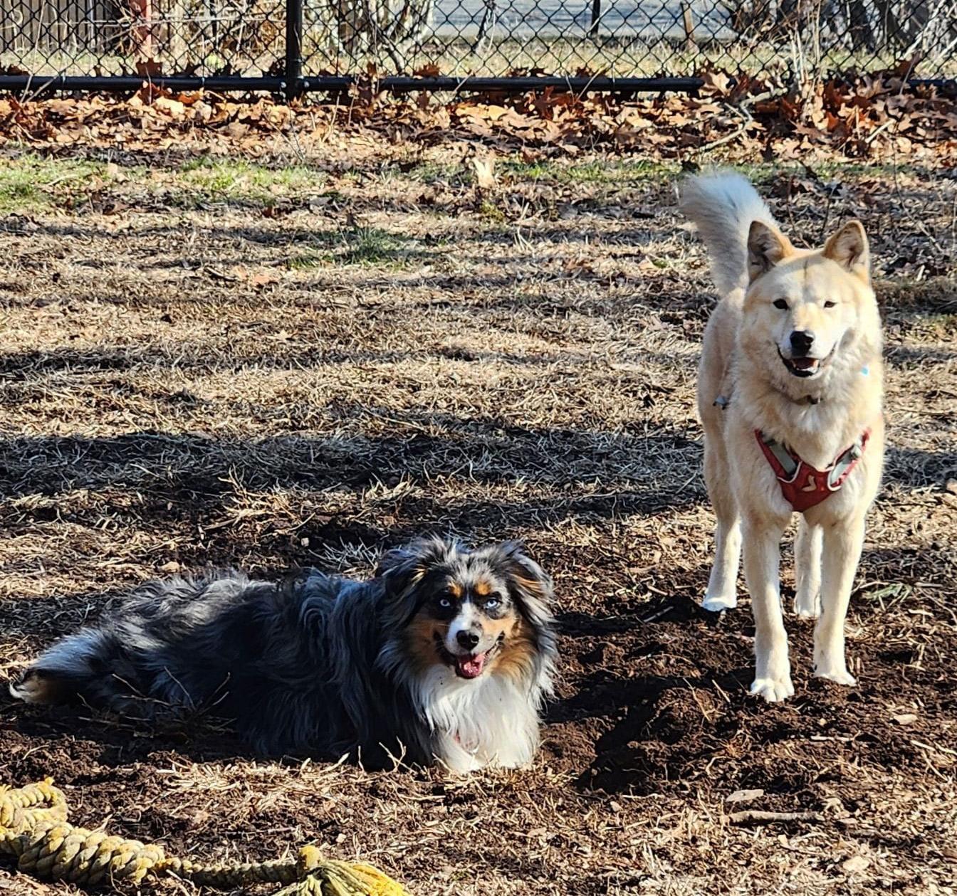 Pluto, an adopted Australian Shepherd in Medfield, MA image 3/3