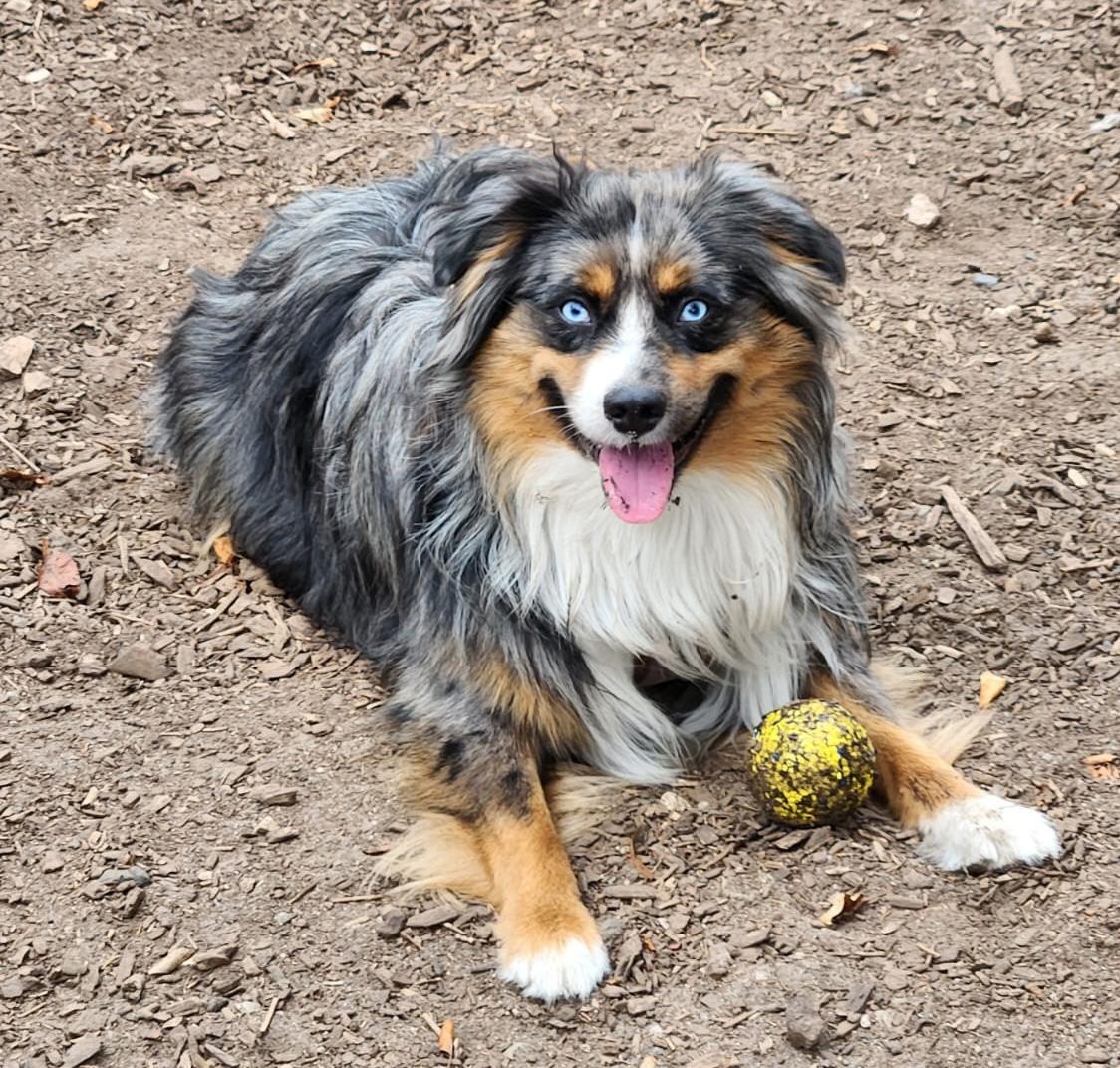 Pluto, adopted, Young Male Australian Shepherd.