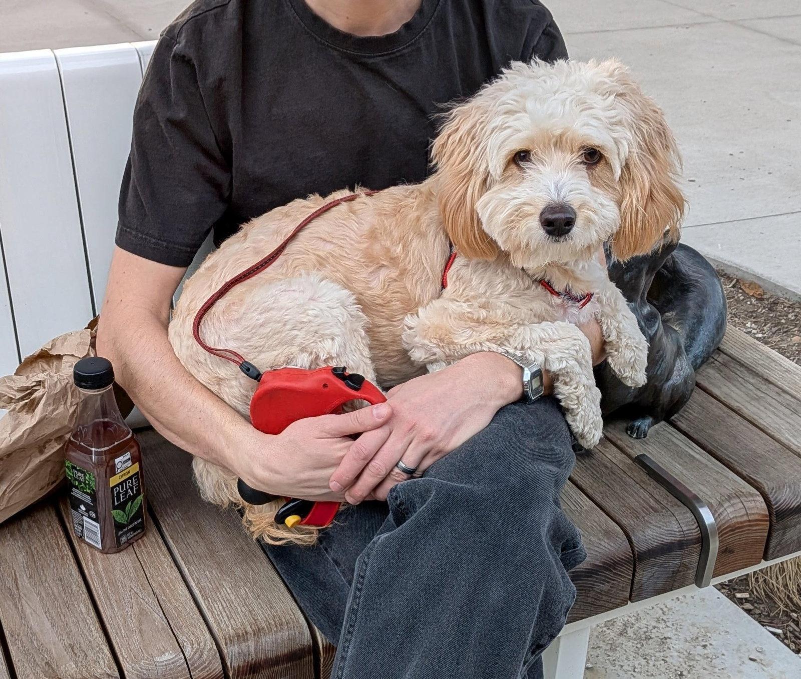 Enlarge Charlie Chan, a Adoptable mixed breed in Etobicoke, ON image 1/3