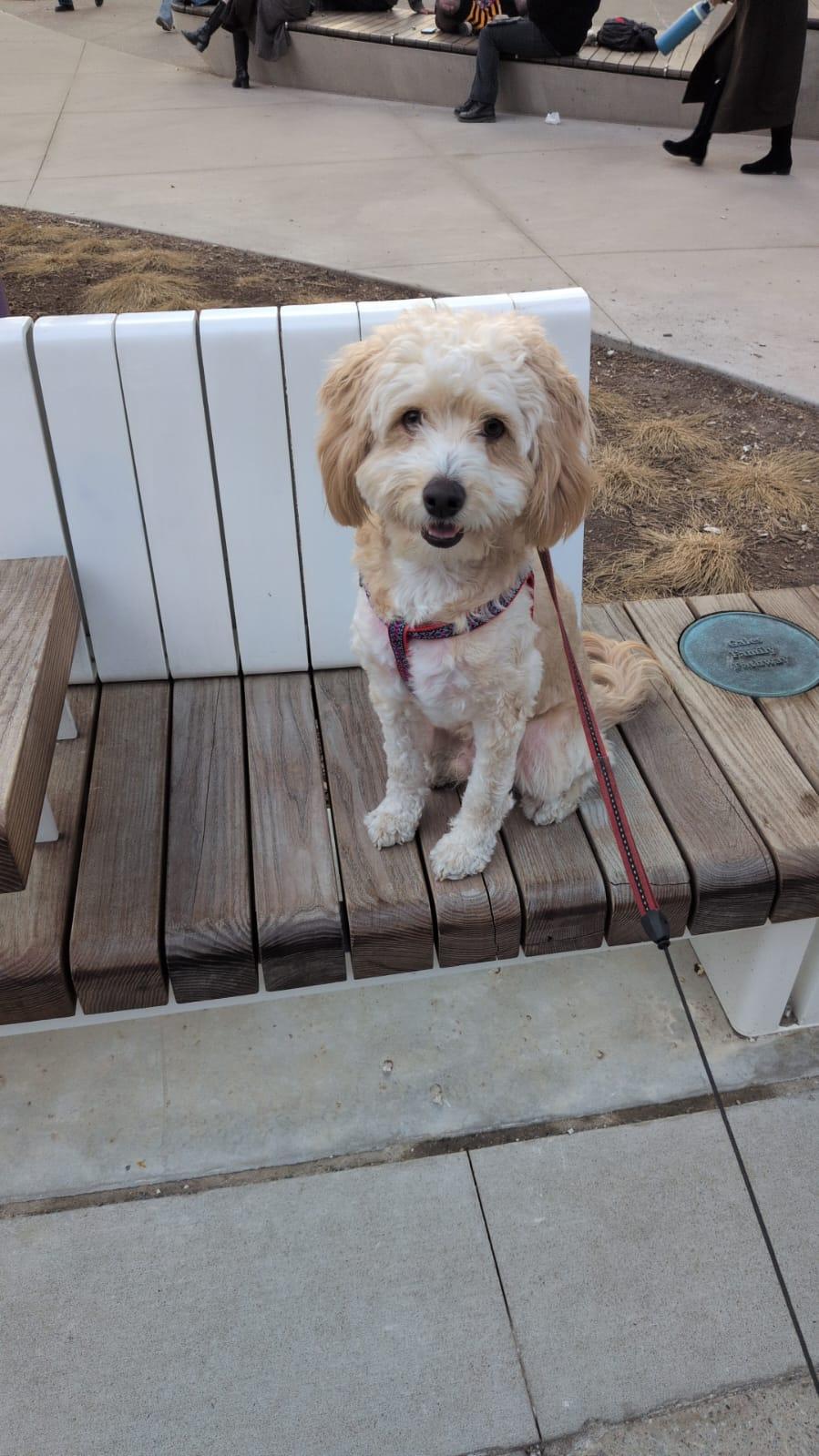 Enlarge Charlie Chan, a Adoptable mixed breed in Etobicoke, ON image 2/3