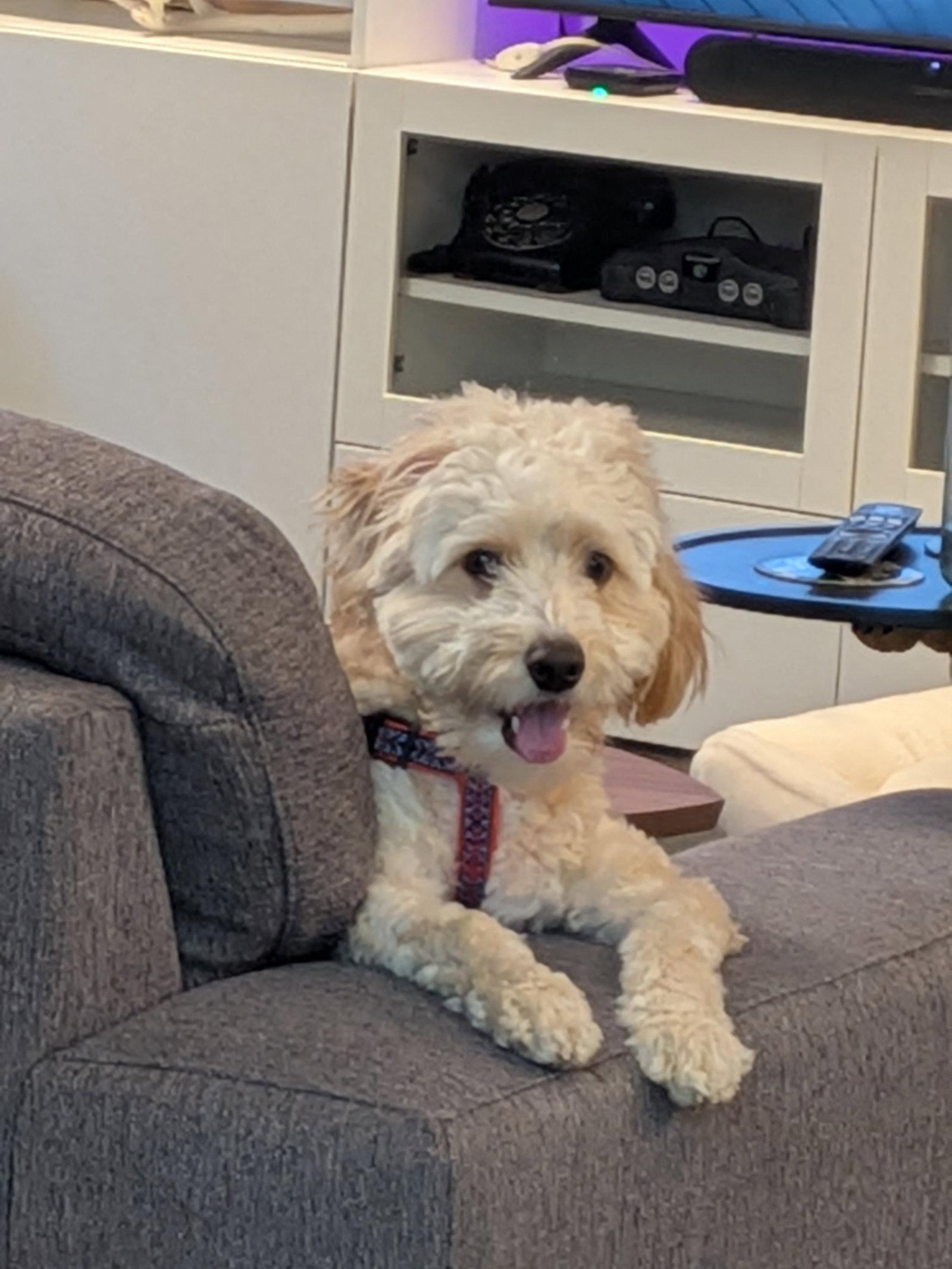 Enlarge Charlie Chan, a Adoptable mixed breed in Etobicoke, ON image 3/3