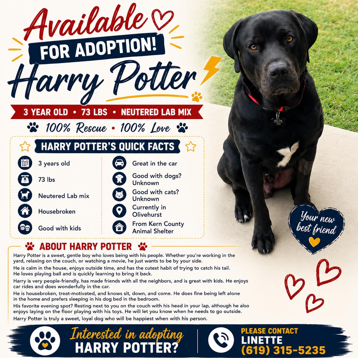 Harry Potter, a ADOPTABLE mixed breed in Sacramento, CA image 2/5