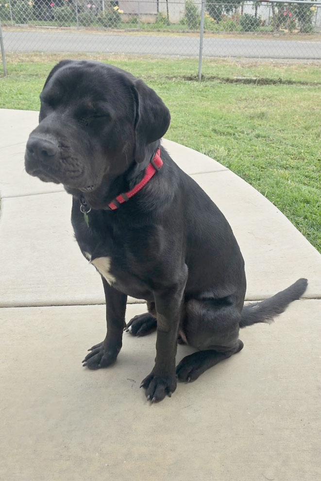 Harry Potter, a ADOPTABLE mixed breed in Sacramento, CA image 4/5