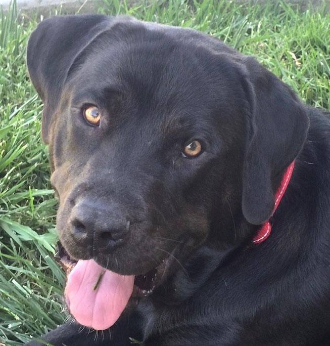 Harry Potter, ADOPTABLE, Young Male Labrador Retriever.