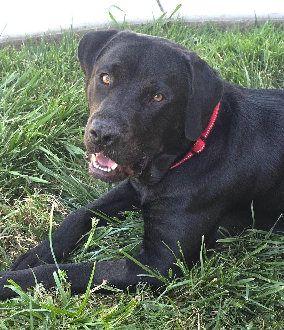 Harry Potter, a ADOPTABLE mixed breed in Sacramento, CA image 5/5