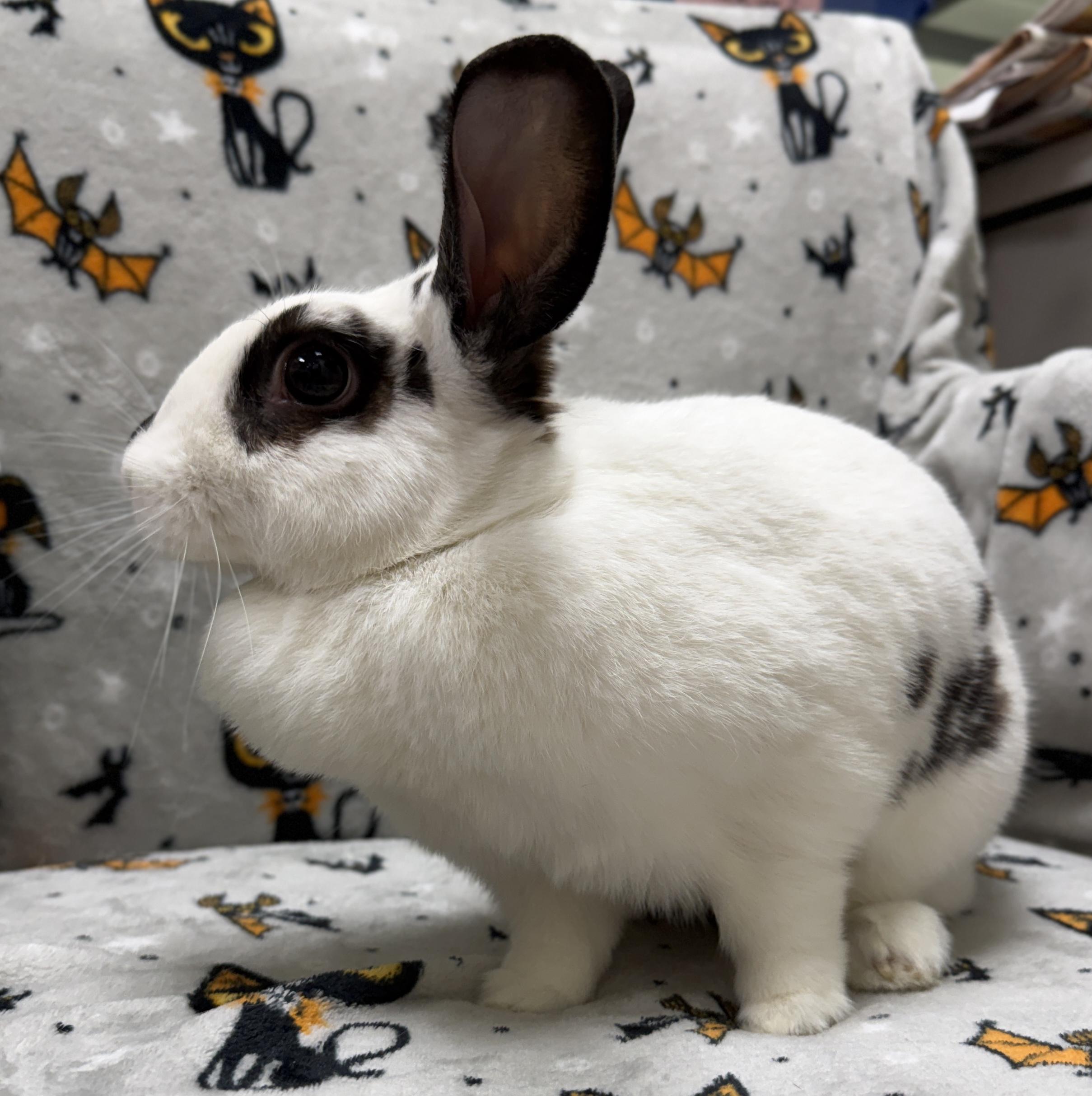 Enlarge Freckles, a Adoptable mixed breed in Jefferson, WI image 2/2