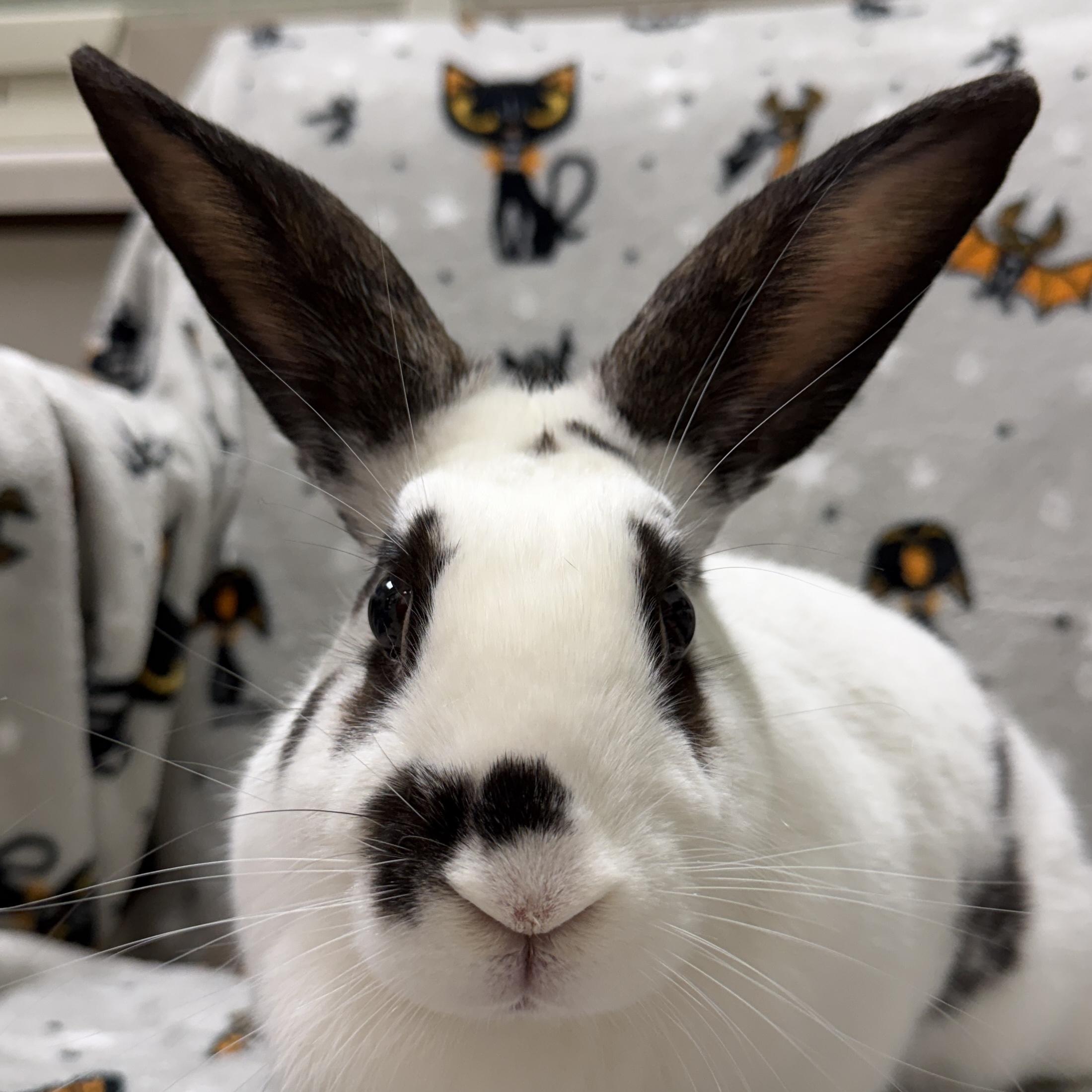 Enlarge Freckles, a Adoptable mixed breed in Jefferson, WI image 1/2