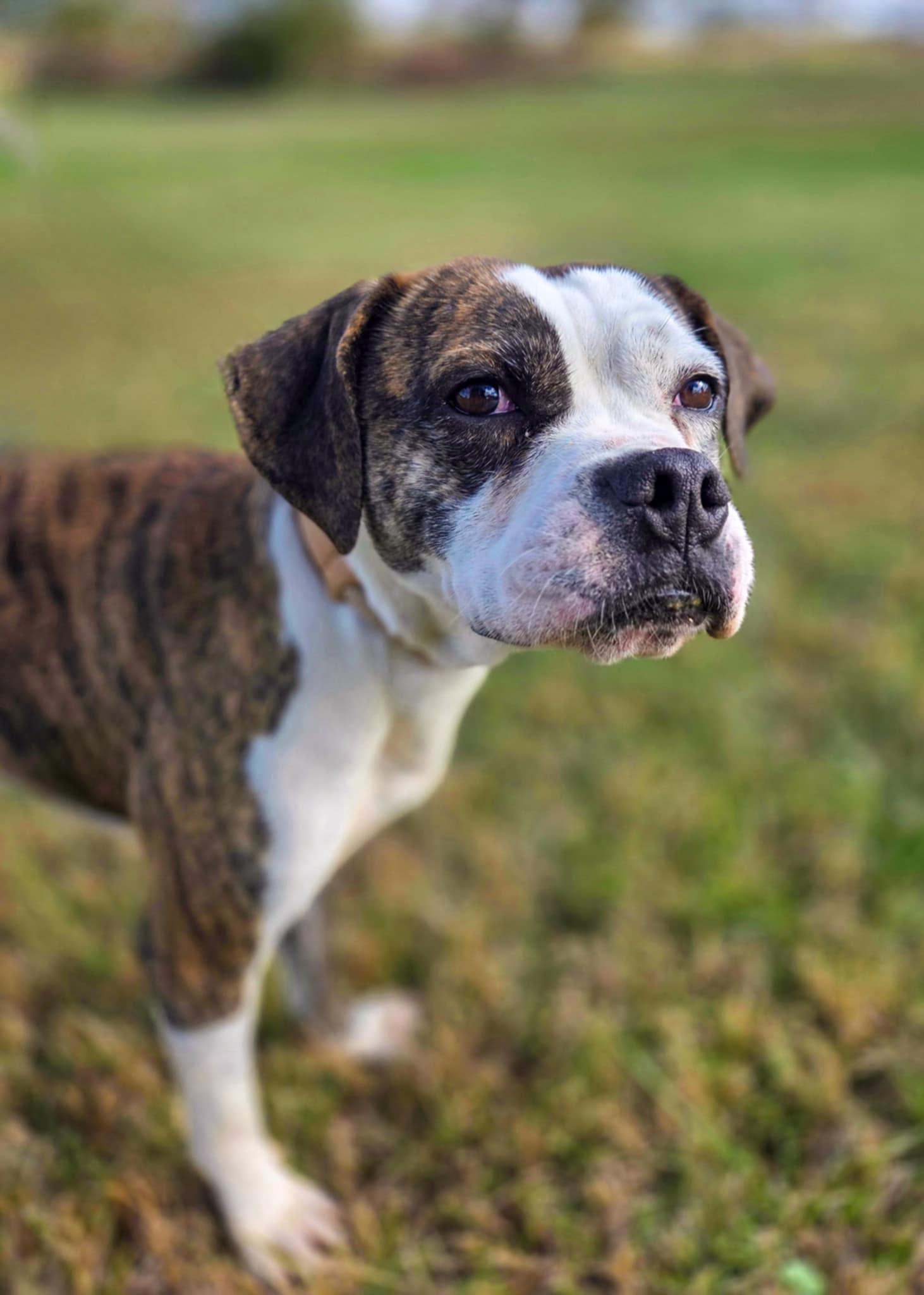 Enlarge Hansen, a ADOPTABLE mixed breed in O'Fallon, MO image 3/4