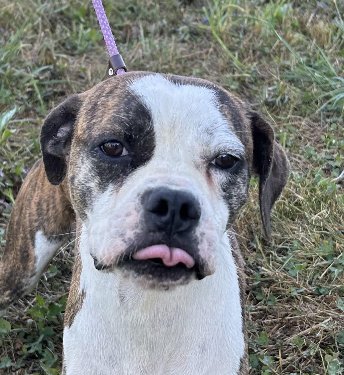 Enlarge Hansen, a ADOPTABLE mixed breed in O'Fallon, MO image 2/4