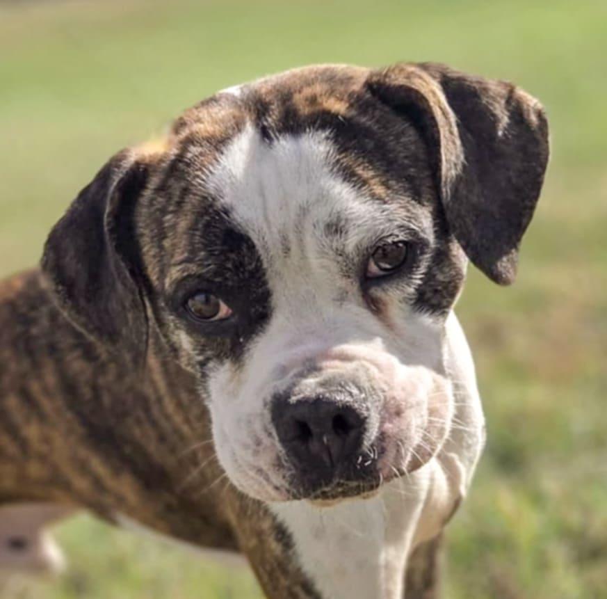 Enlarge Hansen, a ADOPTABLE mixed breed in O'Fallon, MO image 1/4