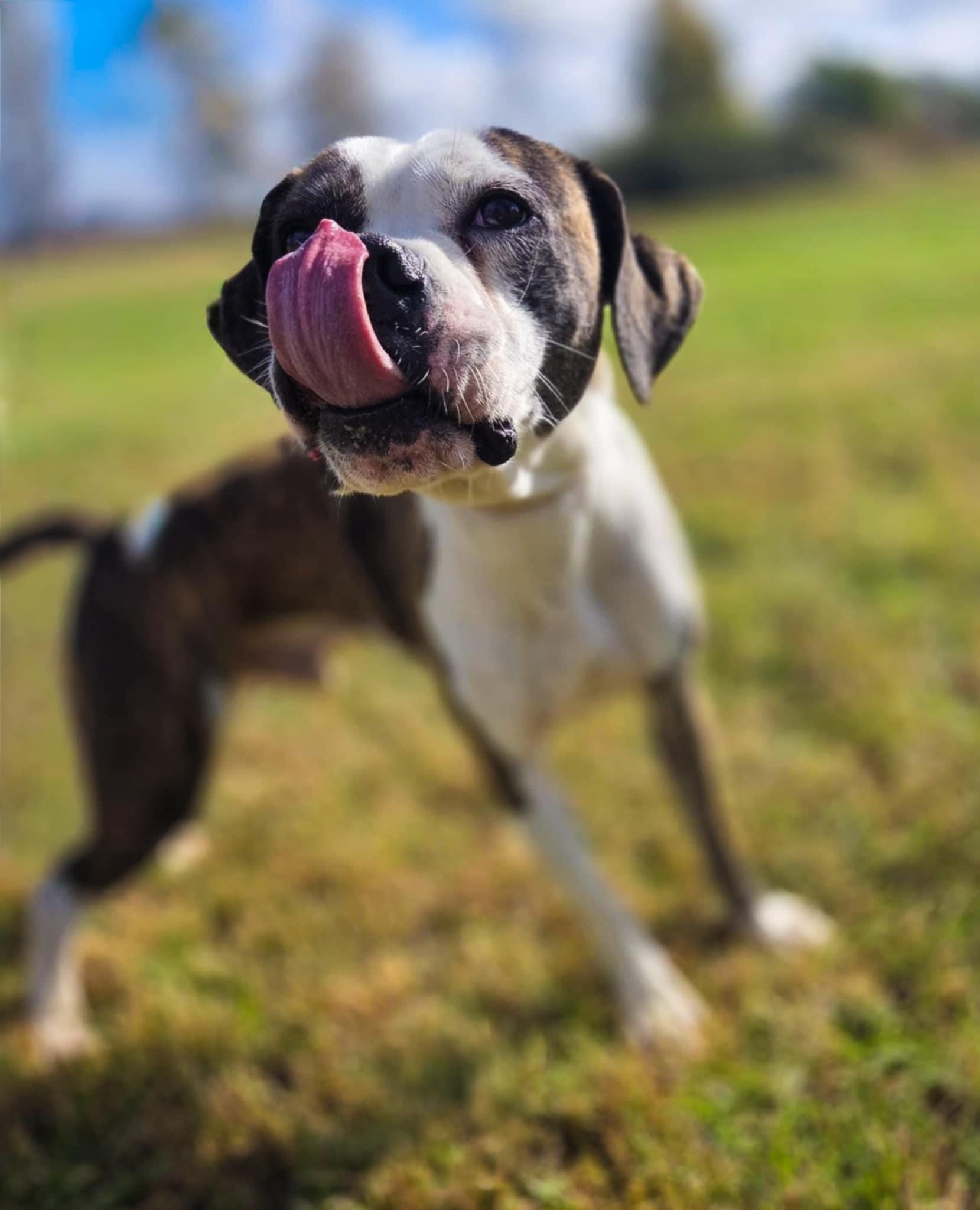 Enlarge Hansen, a ADOPTABLE mixed breed in O'Fallon, MO image 4/4