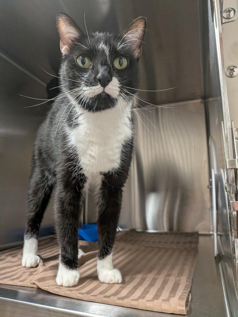 Houdini, Adoptable, Young Male Domestic Short Hair.