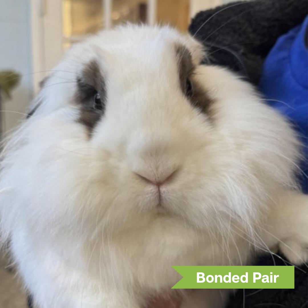 Enlarge Rome (bonded with Daisy), a ADOPTABLE Lionhead in Reisterstown, MD image 3/3