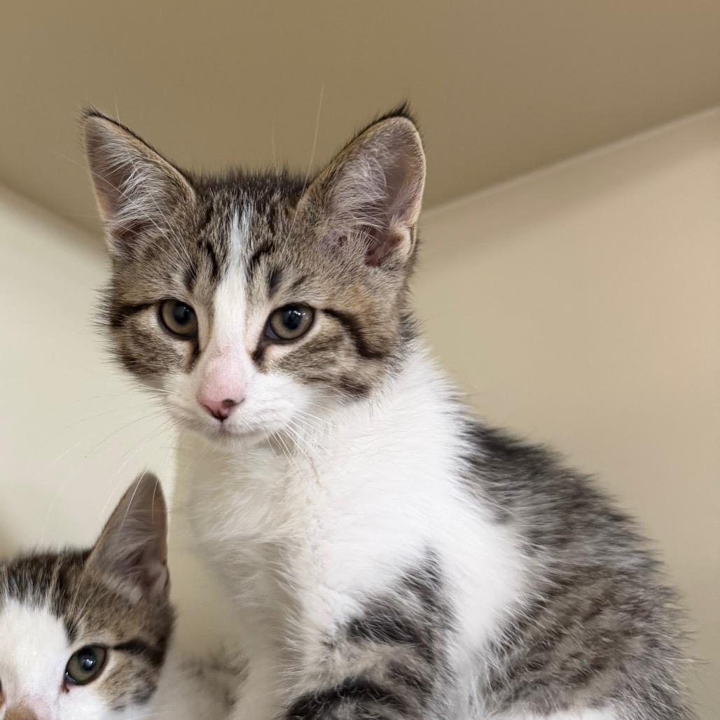 Slinky, Adoptable, Kitten Male Domestic Short Hair.