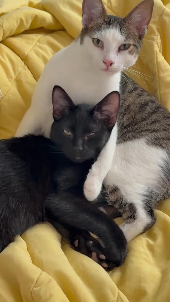 Rutherford, Adoptable, Adult Male Domestic Short Hair & Tabby.