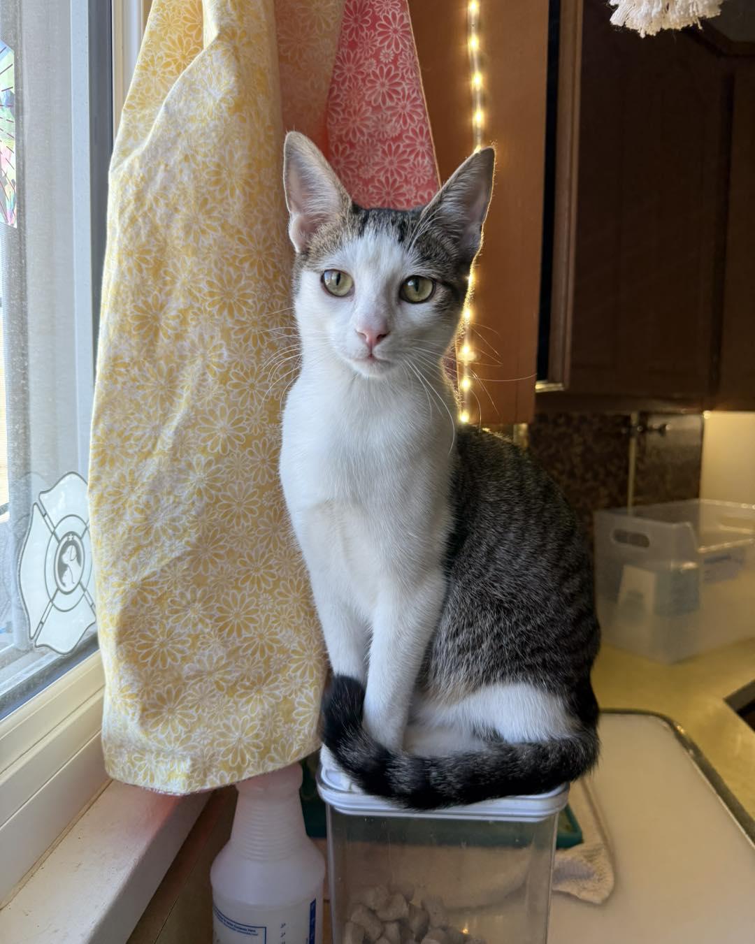 Rutherford, a Adoptable mixed breed in Albuquerque, NM image 3/3