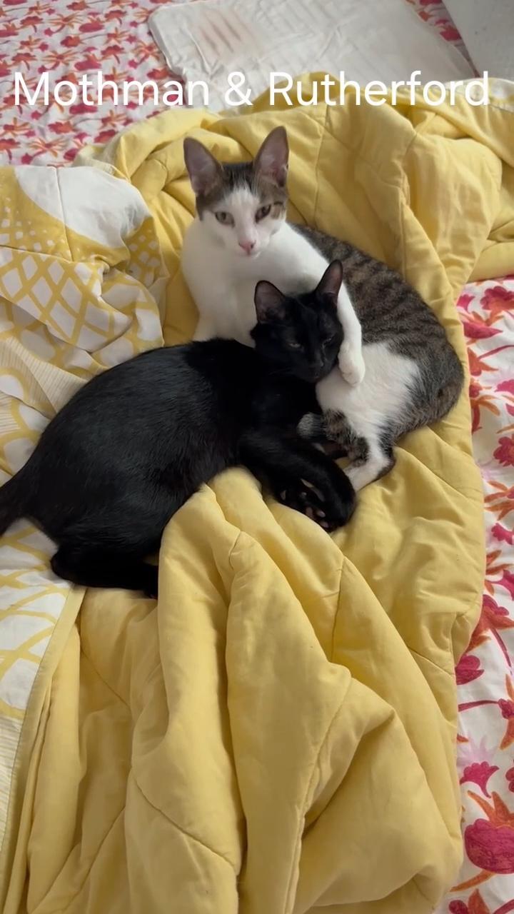 Rutherford, an adoptable Domestic Short Hair, Tabby in Albuquerque, NM, 87199 | Photo Image 3