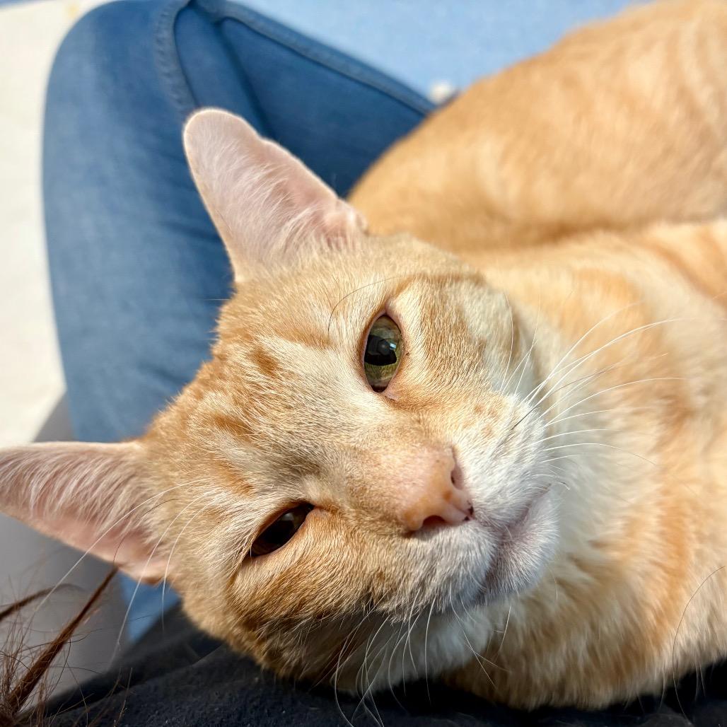 Thorfinn, Adoptable, Adult Male Domestic Short Hair.