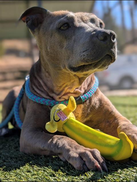 Enlarge LADYE, a Adoptable Pit Bull Terrier in Clyde, NC image 1/1