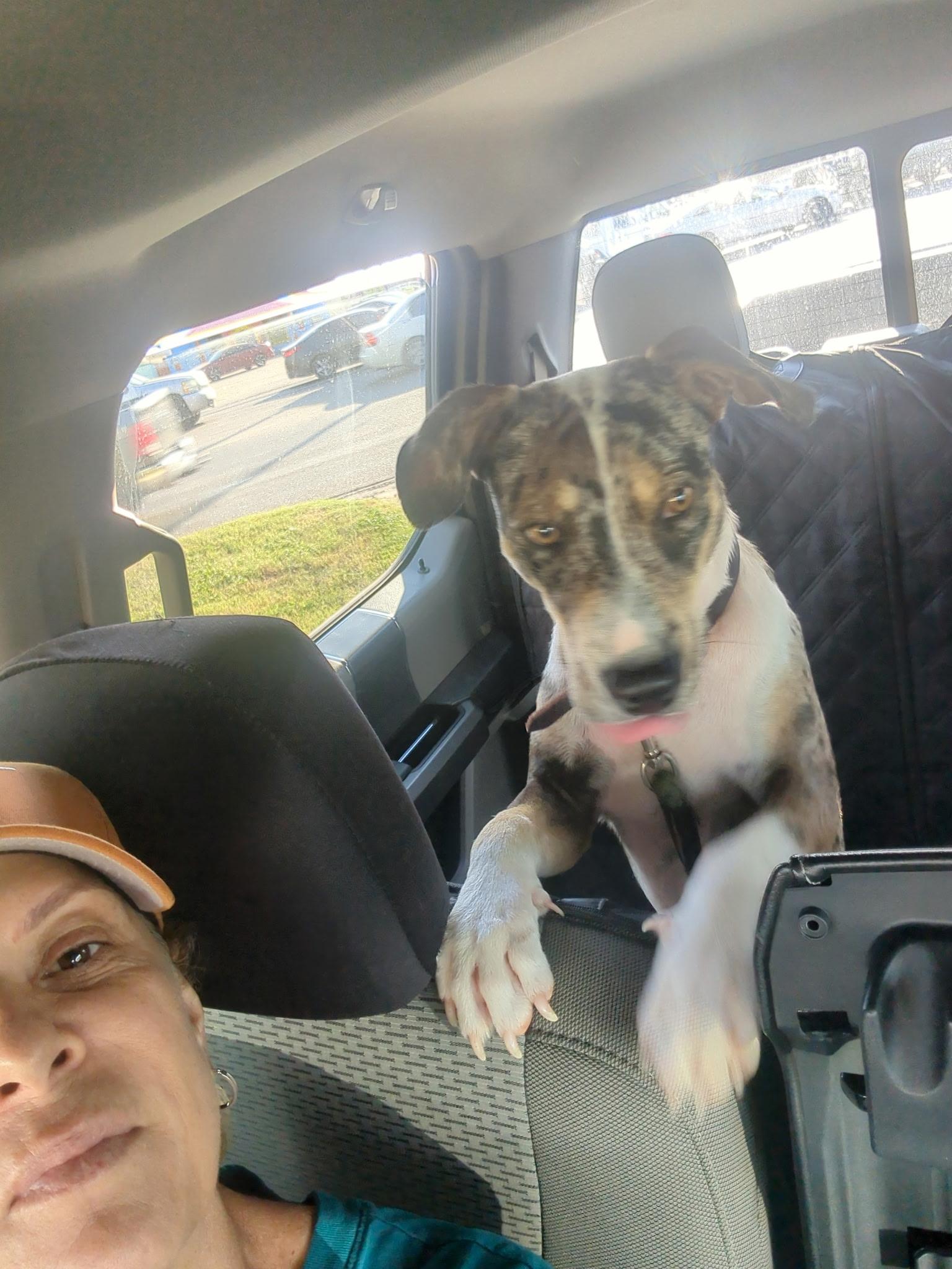 Enlarge Patches, a Adoptable Catahoula Leopard Dog in Burnsville , MN image 2/4