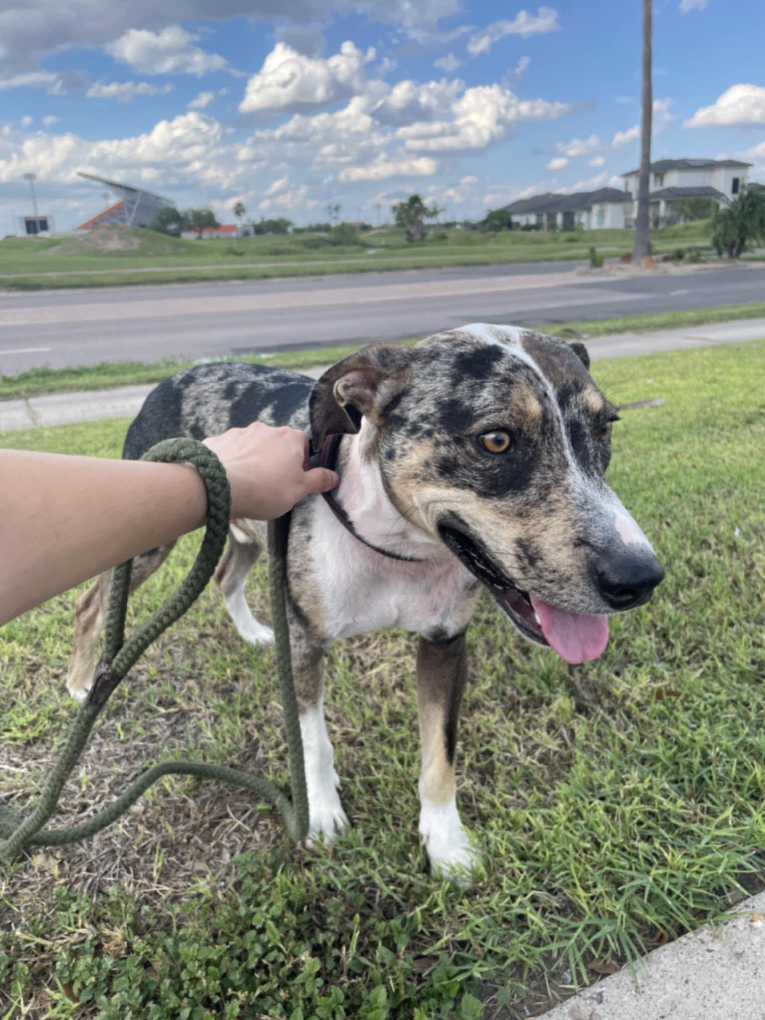 Patches, Adoptable, Young Male Catahoula Leopard Dog.