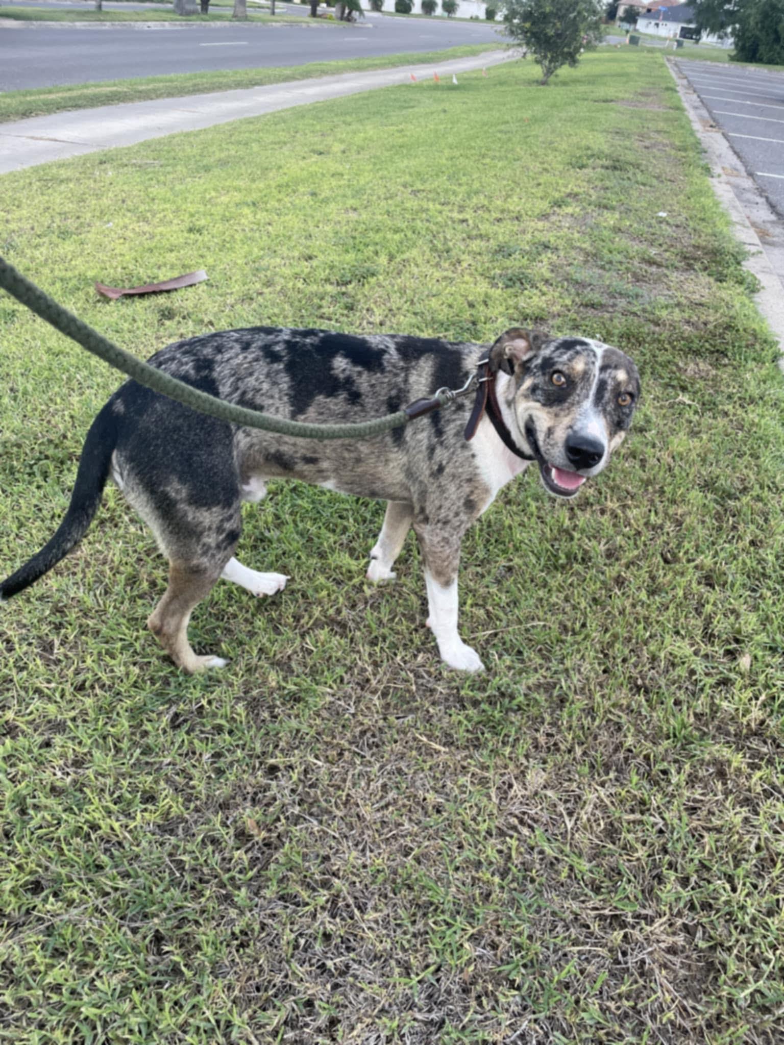 Enlarge Patches, a Adoptable Catahoula Leopard Dog in Burnsville , MN image 4/4
