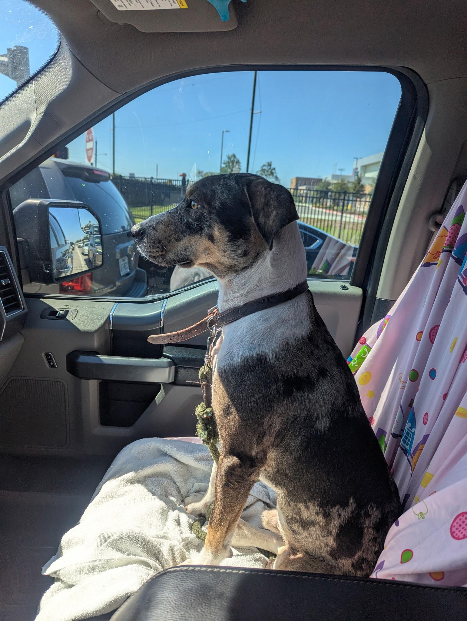 Enlarge Patches, a Adoptable Catahoula Leopard Dog in Burnsville , MN image 3/4