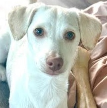 Pudding, ADOPTABLE, Puppy Female Dachshund & Chihuahua.