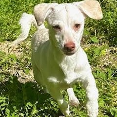 Enlarge Pudding, a ADOPTABLE mixed breed in Sun Valley, CA image 2/6