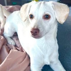 Enlarge Pudding, an adopted mixed breed in Sun Valley, CA image 6/6