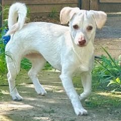 Enlarge Pudding, a ADOPTABLE mixed breed in Sun Valley, CA image 1/6