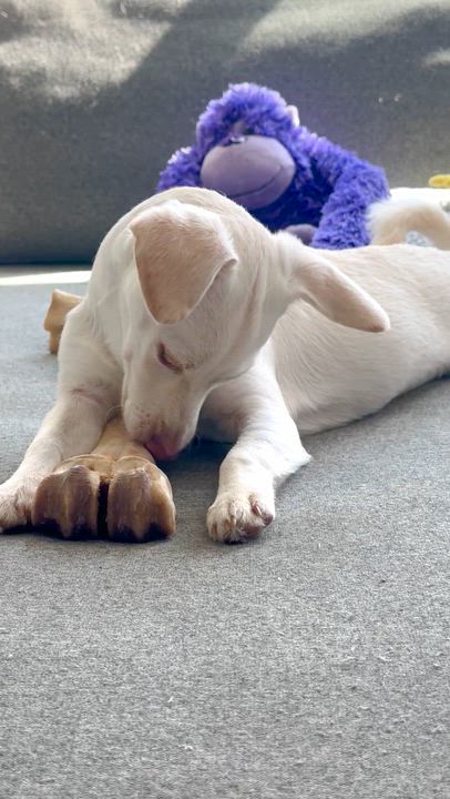 Enlarge Pudding, a ADOPTABLE mixed breed in Sun Valley, CA video 3/6