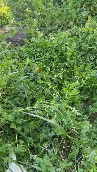 Enlarge Pudding, a ADOPTABLE mixed breed in Sun Valley, CA video 6/6