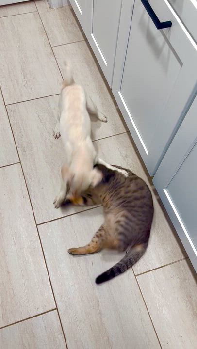 Enlarge Pudding, an adopted mixed breed in Sun Valley, CA video 3/6