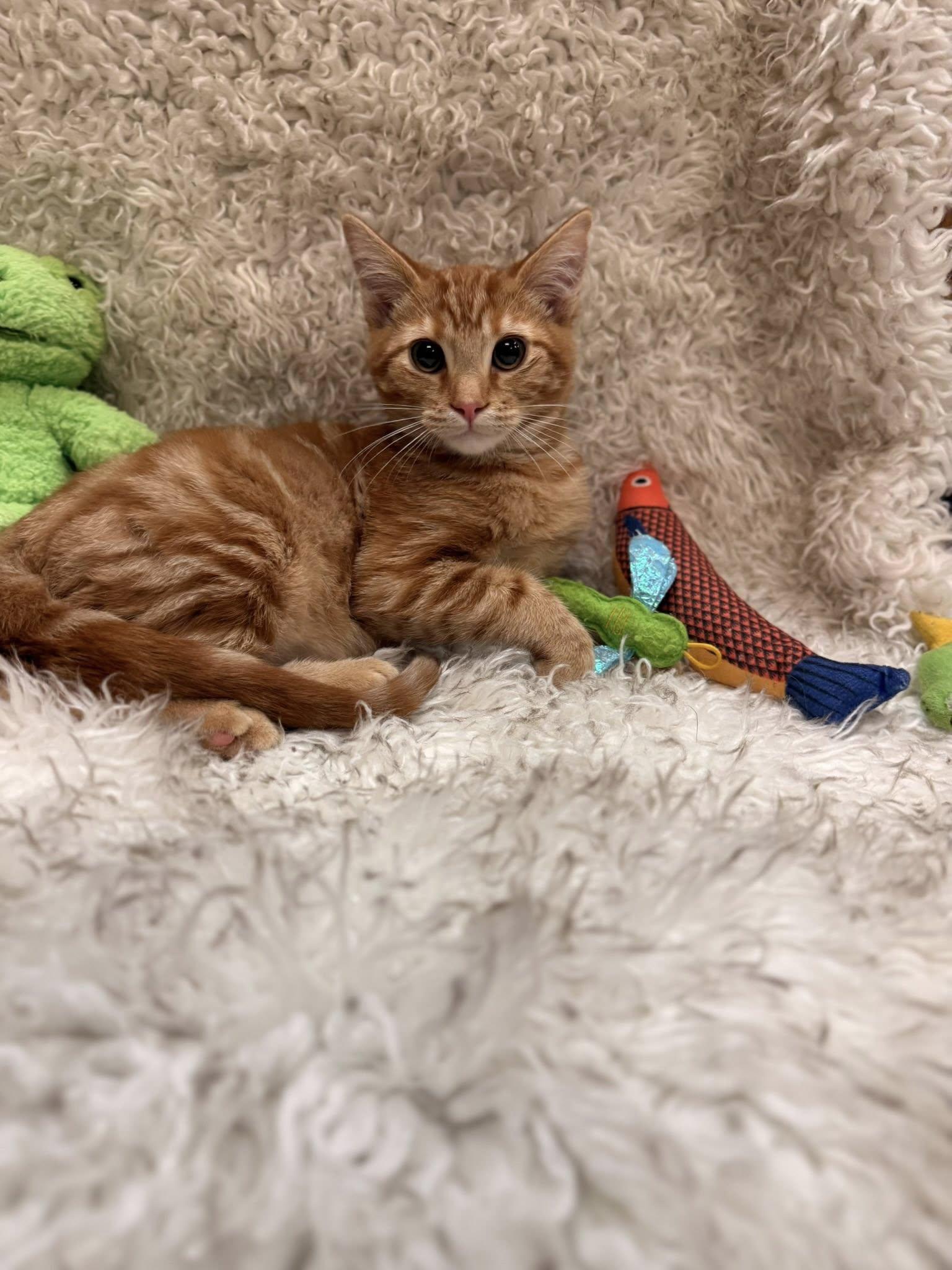 Fireball, Adopted, Kitten Male Domestic Short Hair.